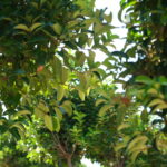 Peyzaj Önerileri: Doğayla Uyumlu, Estetik ve Sürdürülebilir Alanlar Yaratmanın Sırları