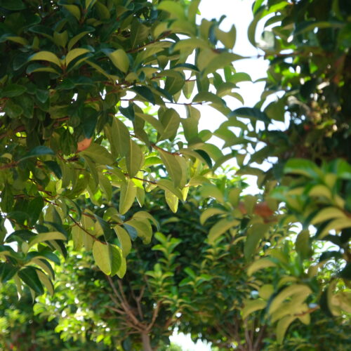 Peyzaj Önerileri: Doğayla Uyumlu, Estetik ve Sürdürülebilir Alanlar Yaratmanın Sırları