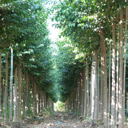 Fidan Dikimi Nasıl Yapılır? Adım Adım Uygulama Rehberi