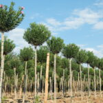 Fide Seçerken Nelere Dikkat Etmeli?