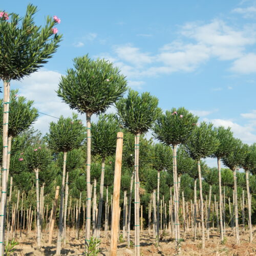 Fide Seçerken Nelere Dikkat Etmeli?